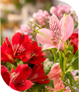 Plante
