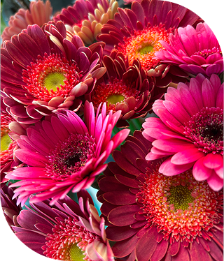 Plante