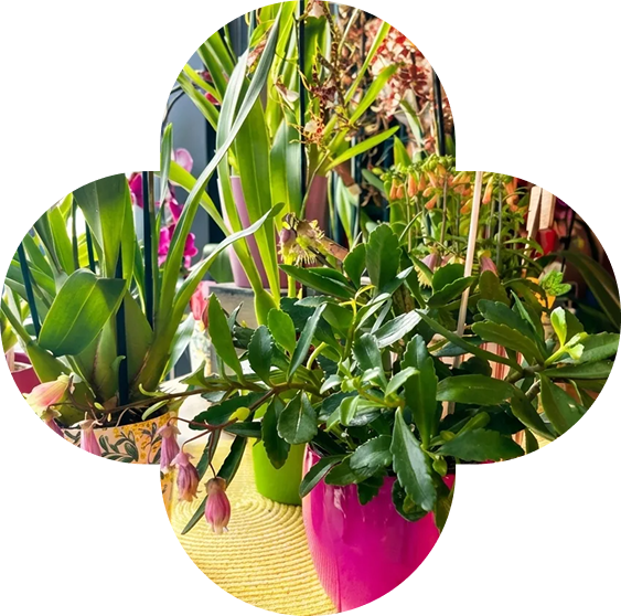 Plantes d'intérieur et d'extérieur