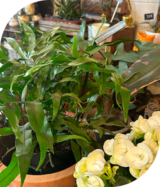Plante